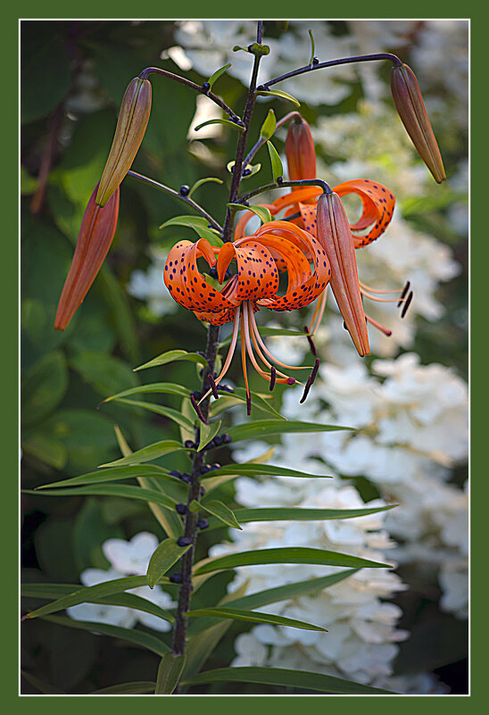 Этюд с лилиями - Владимир Кроливец Этюд с лилиями - Владимир Кроливец