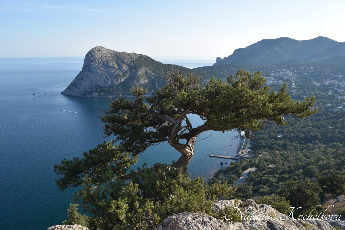 Природа Крыма - Amazing Cosmea Природа Крыма - Amazing Cosmea