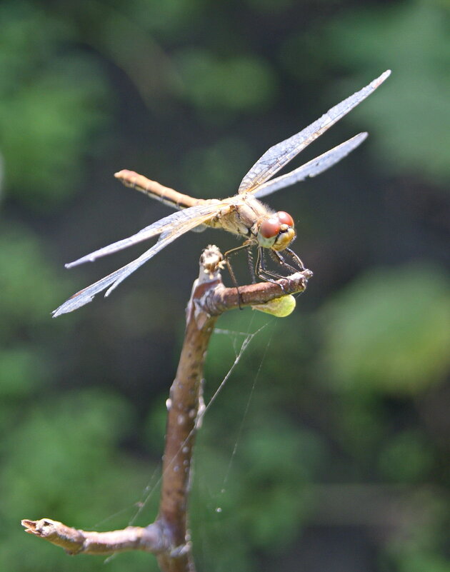 Стрекоза. - сергей ермошкин Стрекоза. - сергей ермошкин