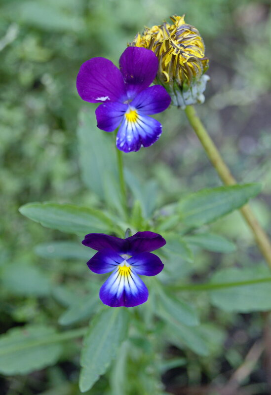 Фиалка и одуванчик. - сергей ермошкин