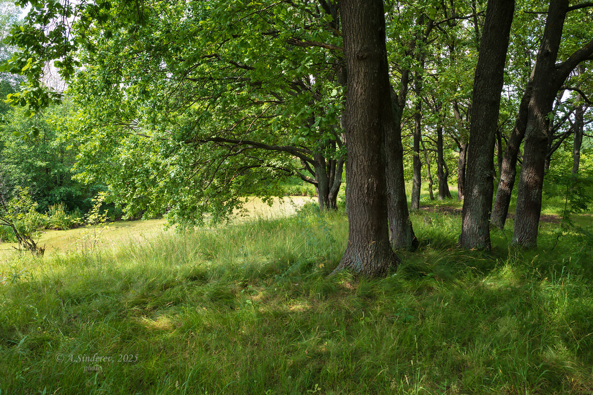 Природа - Александр Синдерёв