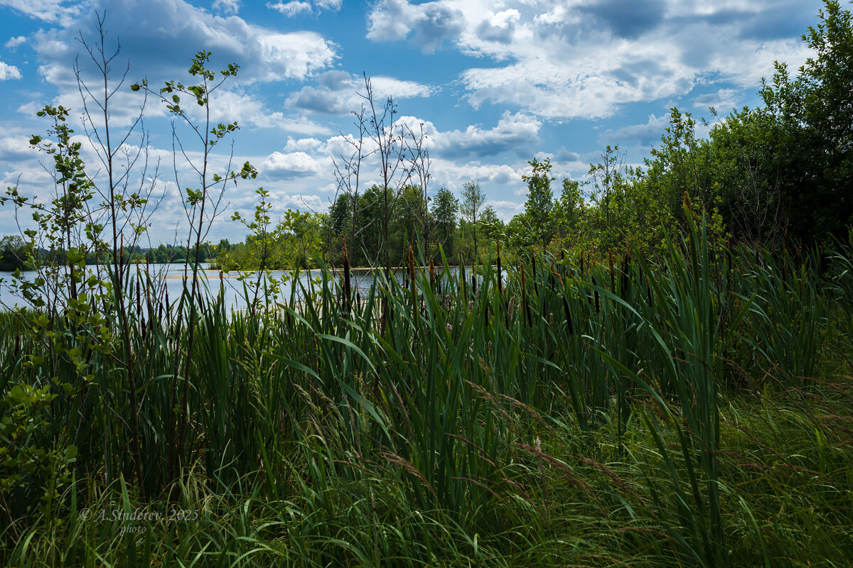 Травянистый берег - Александр Синдерёв
