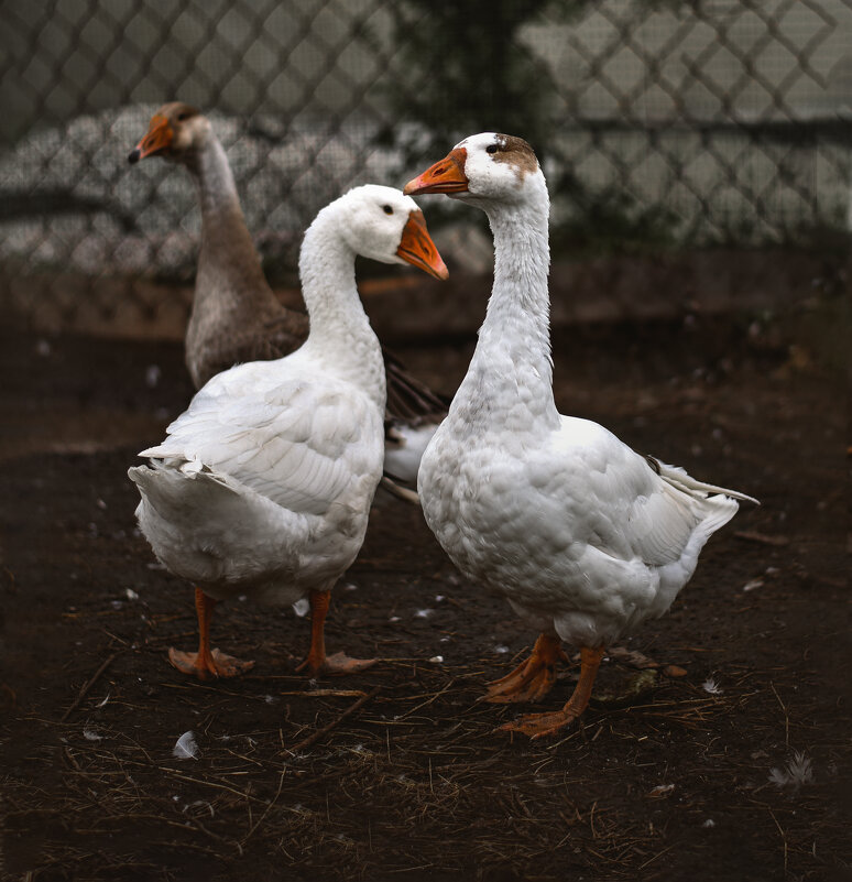 два веселых гуся - Елена 