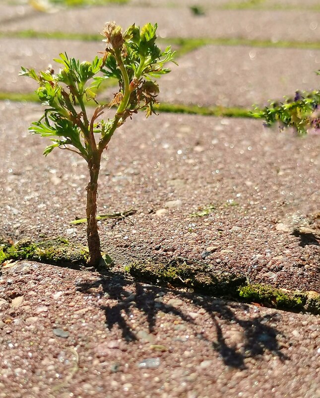 *** - Любимова Ольга 