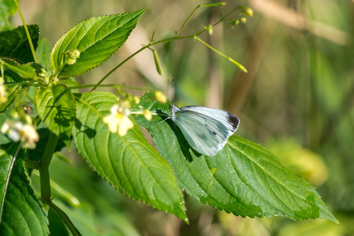 *** - Виктор Иванович Чернюк