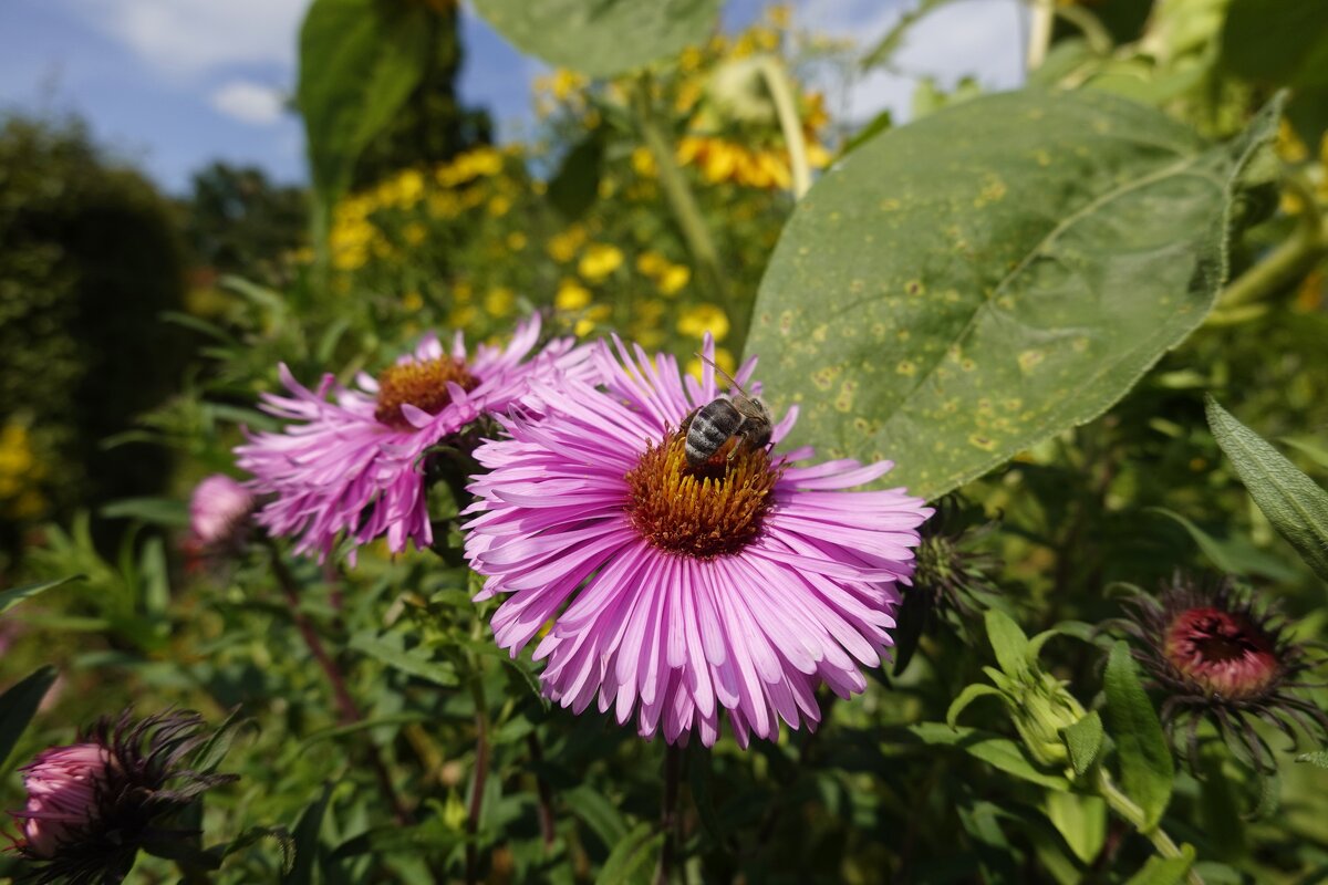 Скоро осень...за окнами Август... - Галина 