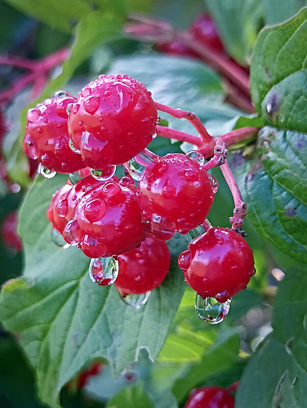 Калина - Светлана Кузнецова