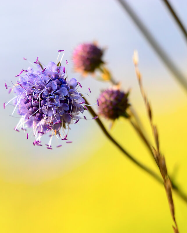 *** - Игорь Чичиль