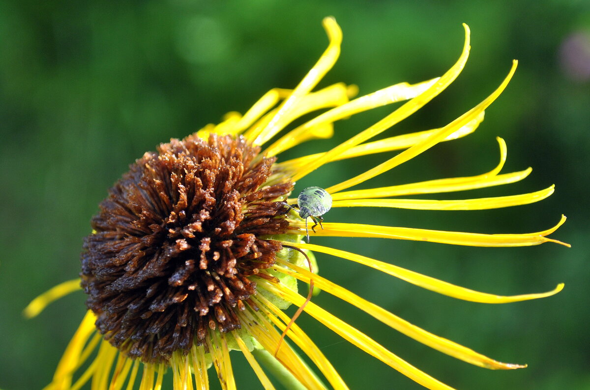 Поздний завтрак - AleksSPb Лесниченко