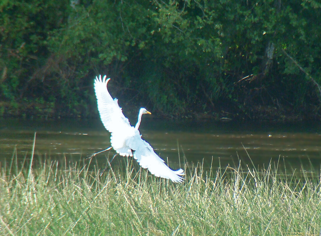 большая белая цапля - gawrilа - dan