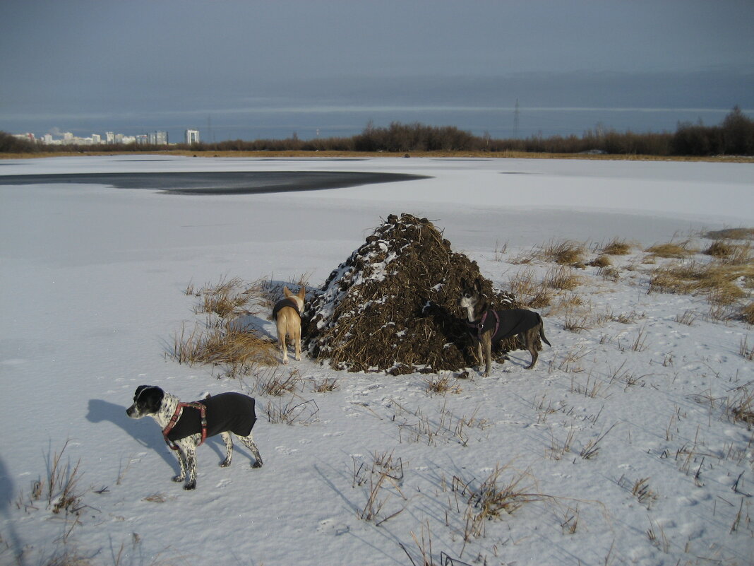 Хатка ондатры - Anna Ivanova Хатка ондатры - Anna Ivanova