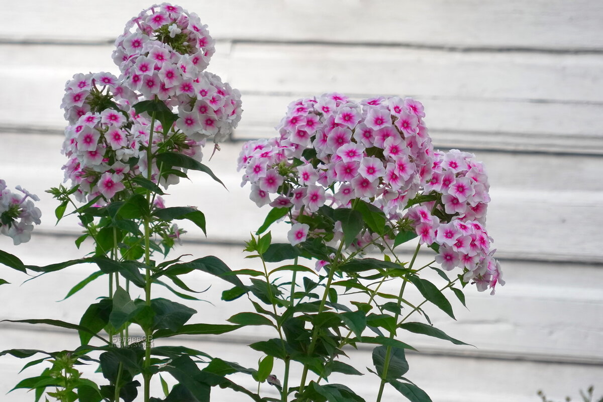 Флокс метельчатый - Сергей Беляев