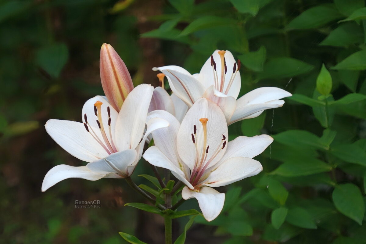 Лилии белые - Сергей Беляев