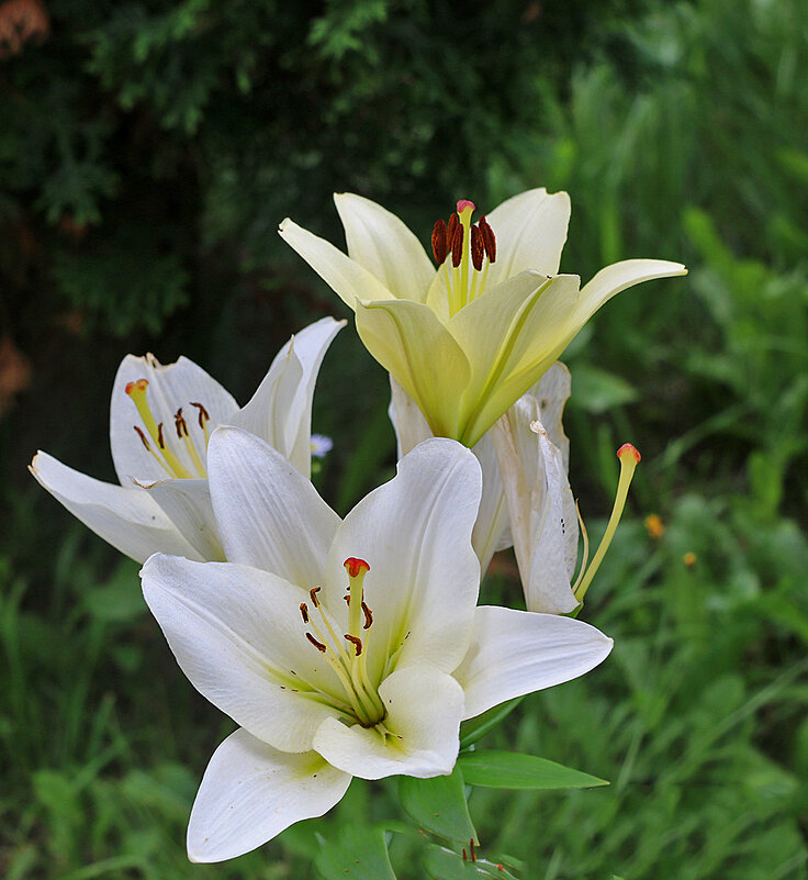 Запоздалые лилии (конец августа) - Светлана Запоздалые лилии (конец августа) - Светлана