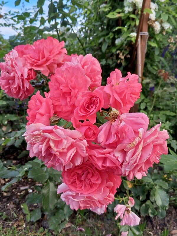 Роза - Сапсан Роза - Сапсан