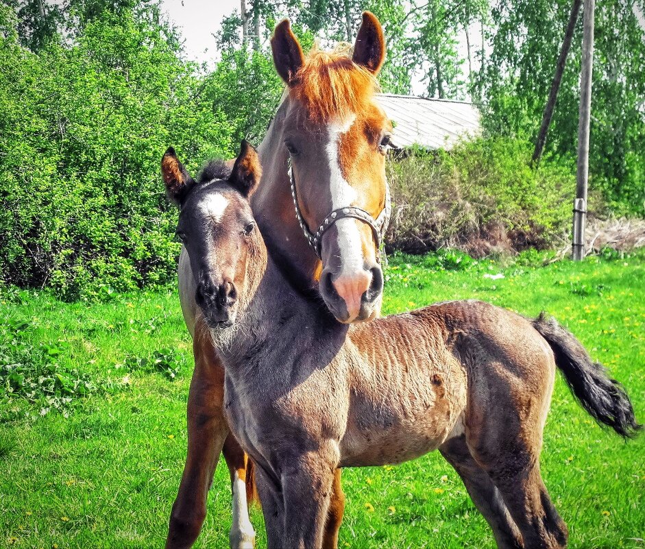 Семья.. - Василий 