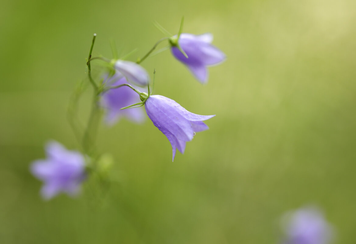 Колокольчик - Oleg S