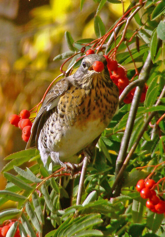 рябинник - gawrilа - dan