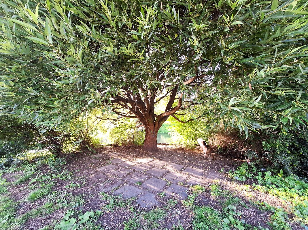 Дерево - Наталья 