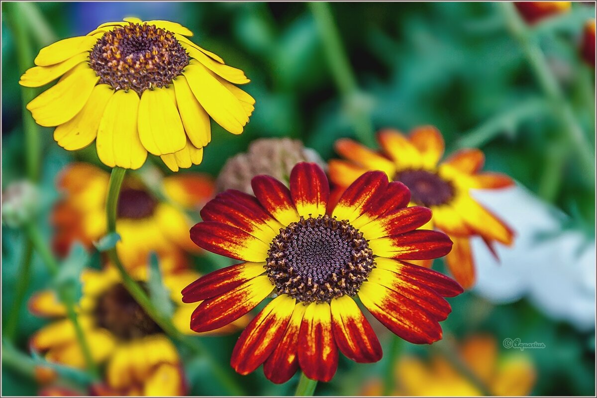 Городские цветы - Aquarius - Сергей