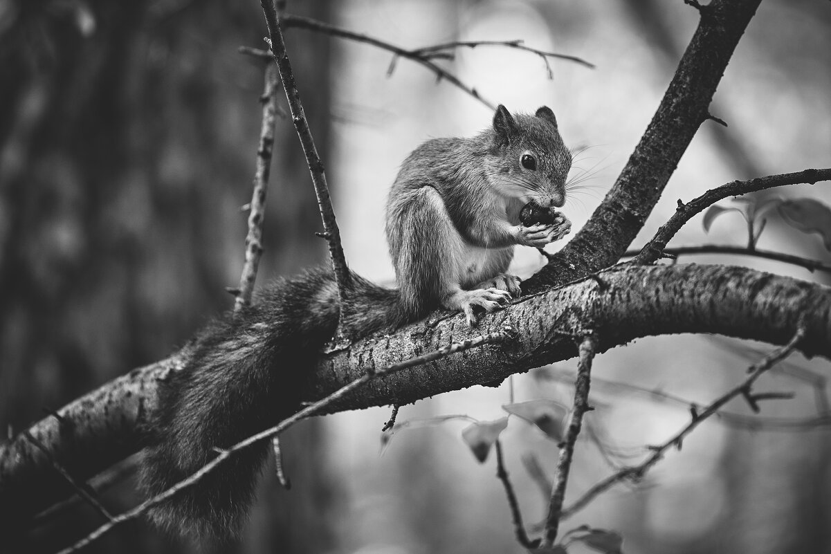 Белка - Александр Морозов