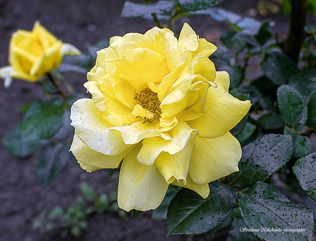 Роза жёлтая - Светлана Ищенко