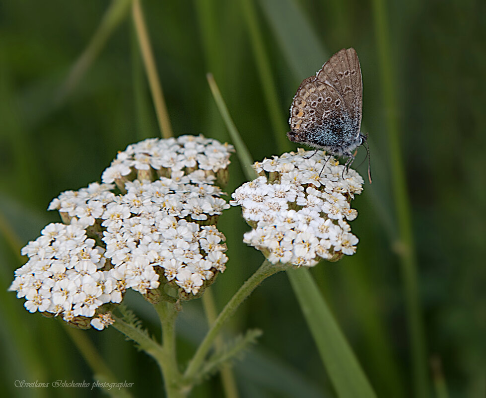 Голубянка - Светлана Ищенко
