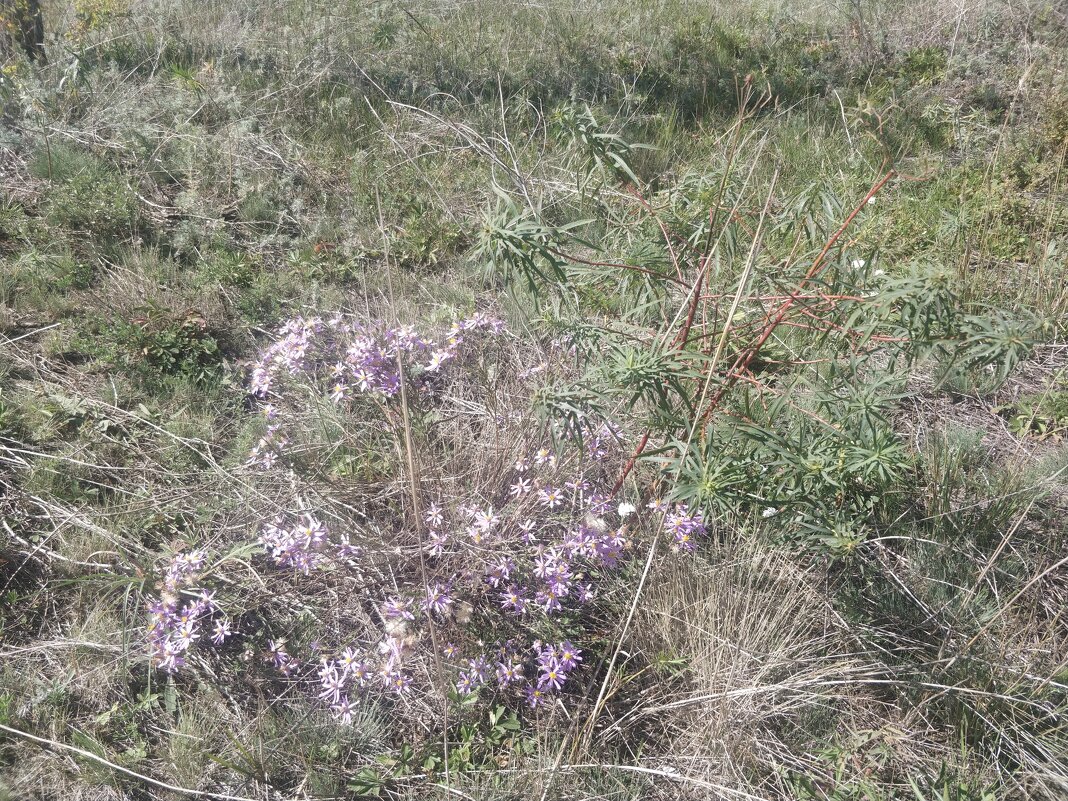 Степные цветы - Андрей Хлопонин