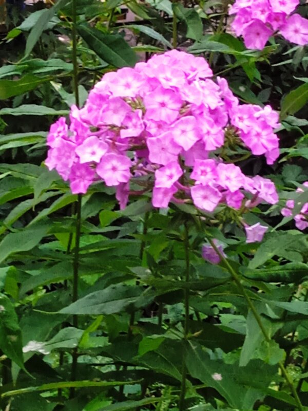 Флоксы в моем дворике. - Светлана Калмыкова Калмыкова