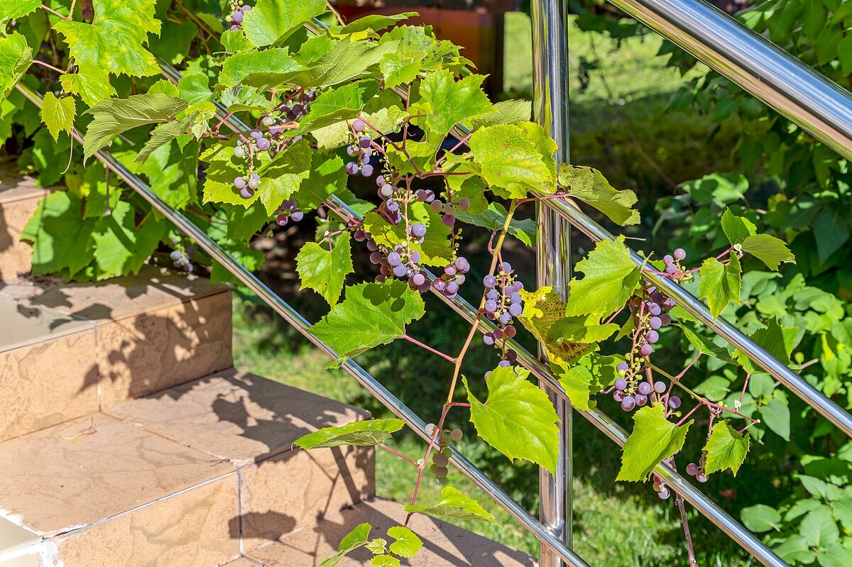 Виноград созревает в городе - Валерий Иванович Виноград созревает в городе - Валерий Иванович