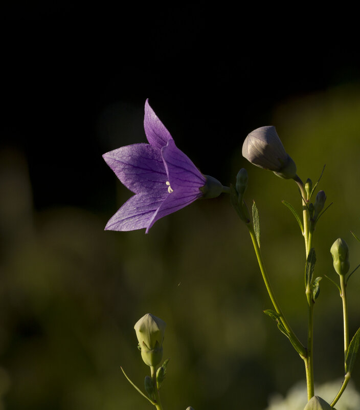 Цветочное - Олег Денисов