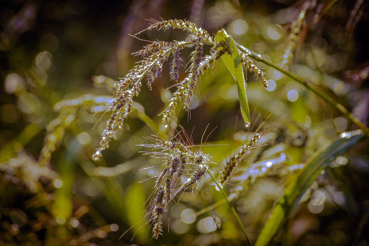 *** - Виктор Иванович Чернюк
