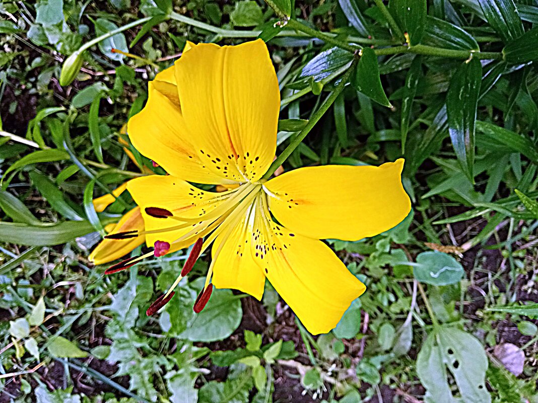 Цветы. - Владимир Драгунский Цветы. - Владимир Драгунский