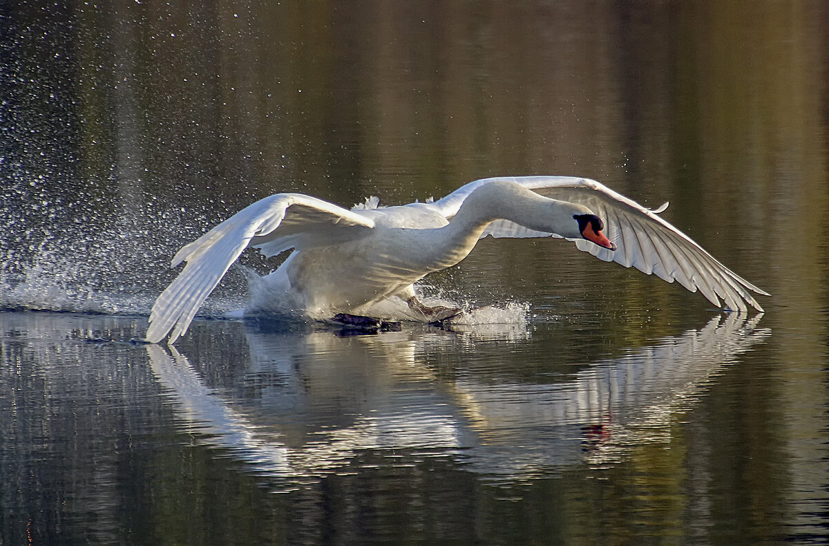 ***** - Андроник Александр 