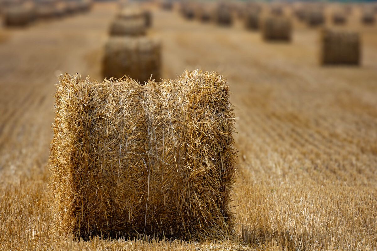 Поля.... - Александр Посошенко Поля.... - Александр Посошенко