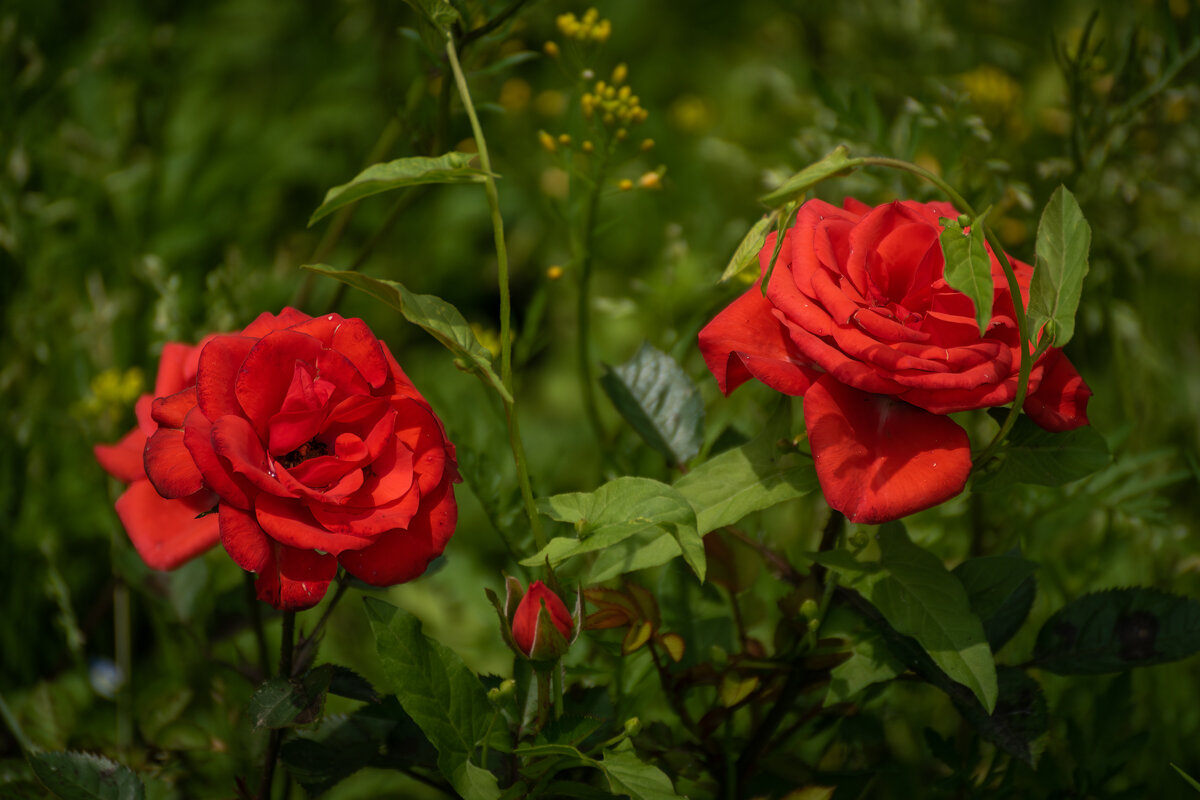 Розы - Игорь Сикорский