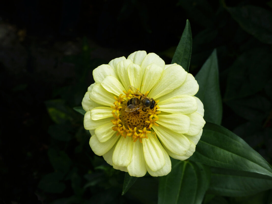 За  нектаром - Валентин Семчишин