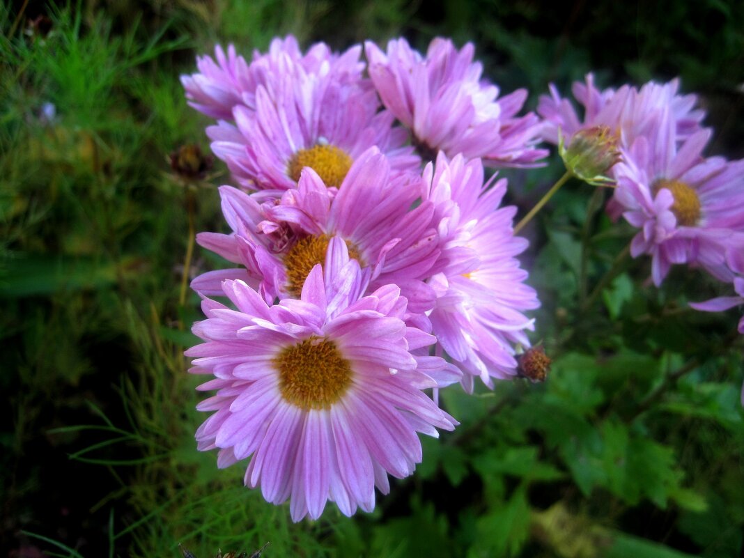 ***** - Елена Семигина