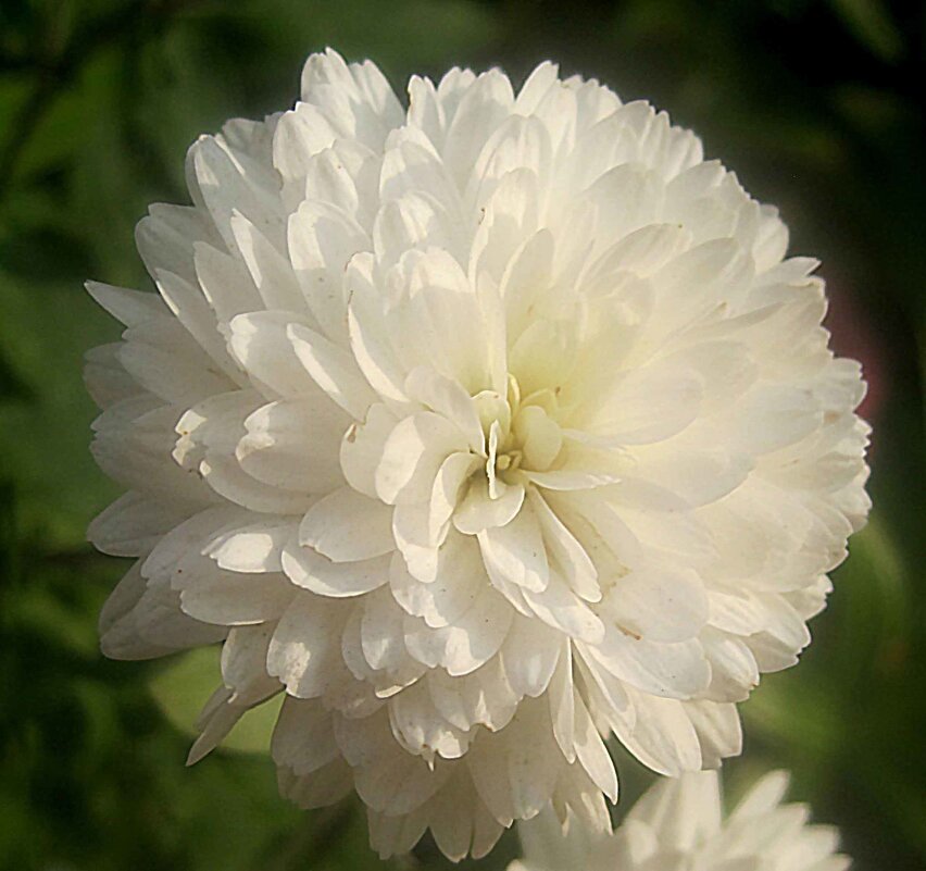 ***** - Елена Семигина