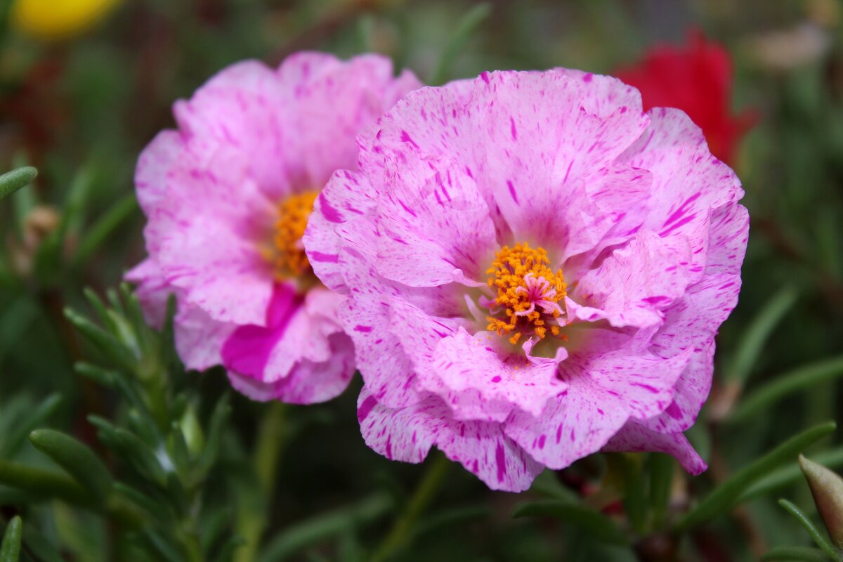 Портулак - Владимир Помазан