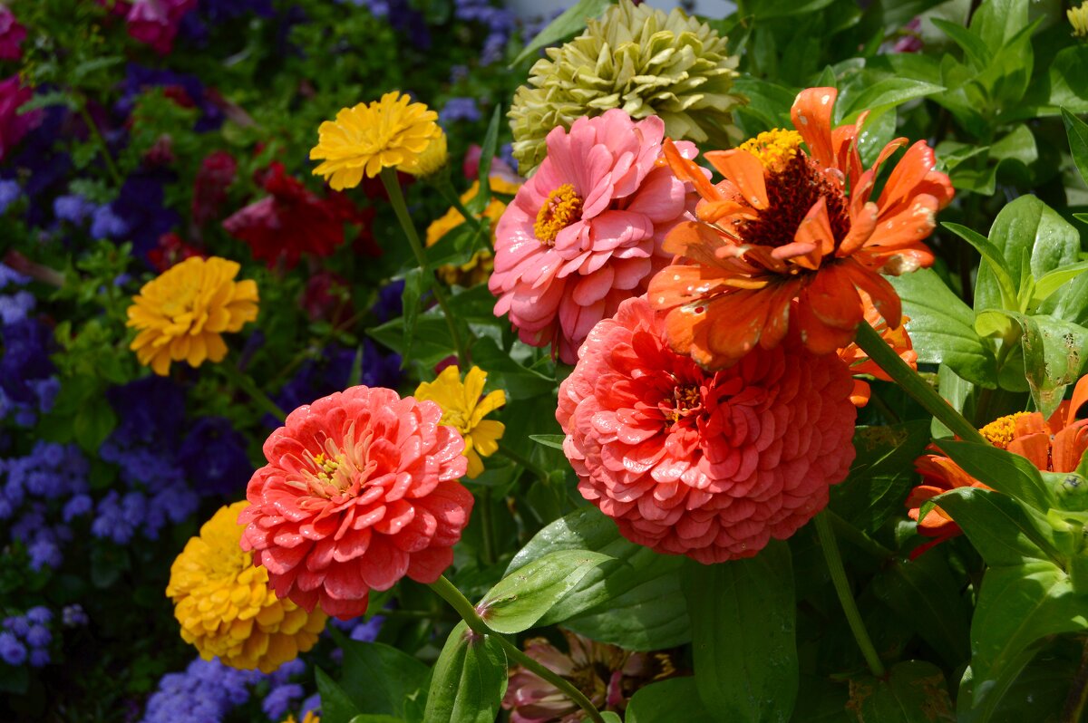 Циния - Владимир Помазан