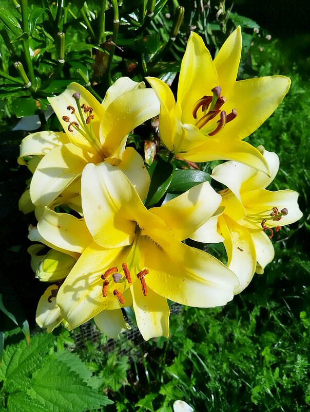 Принцессы солнечного лета. - Ольга Довженко Принцессы солнечного лета. - Ольга Довженко