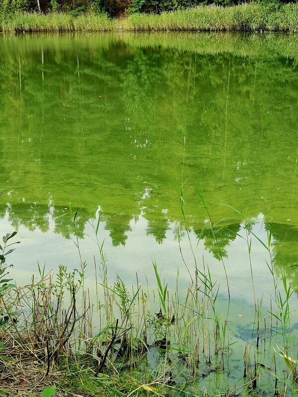 Цветение воды - Любимова Ольга Цветение воды - Любимова Ольга