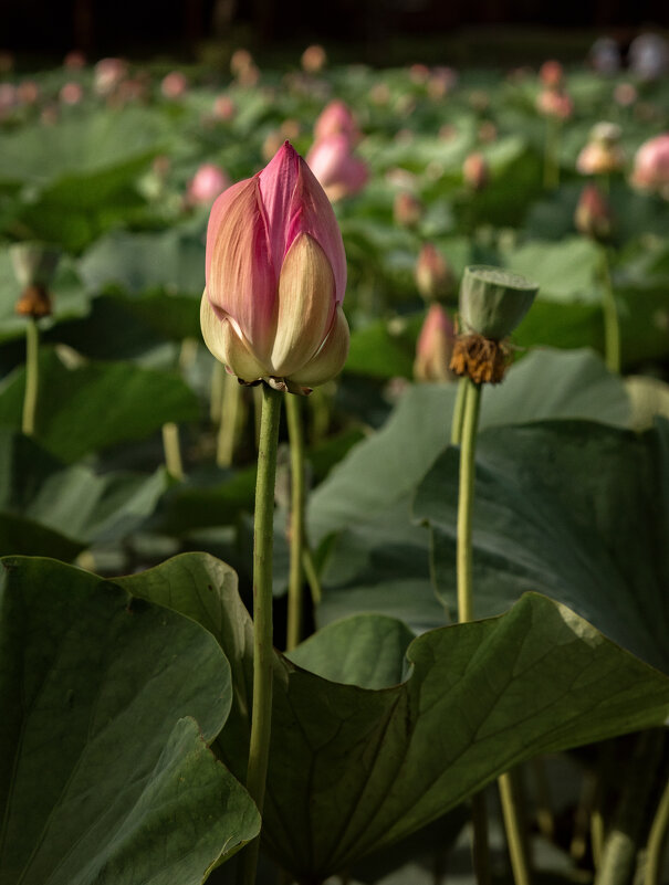 лотос - Елена лотос - Елена