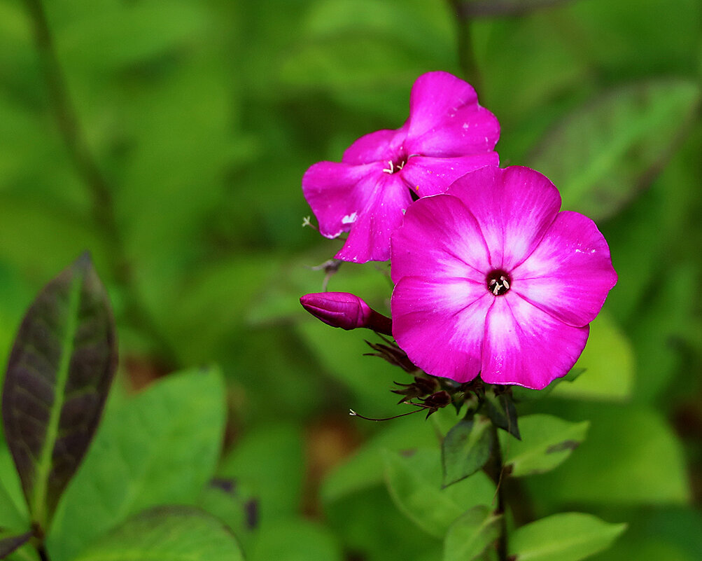 Остатки флокса - Светлана 