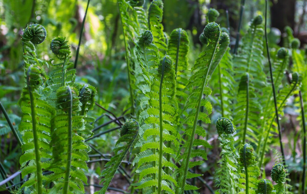Папоротник. - Алексей Трухин Папоротник. - Алексей Трухин