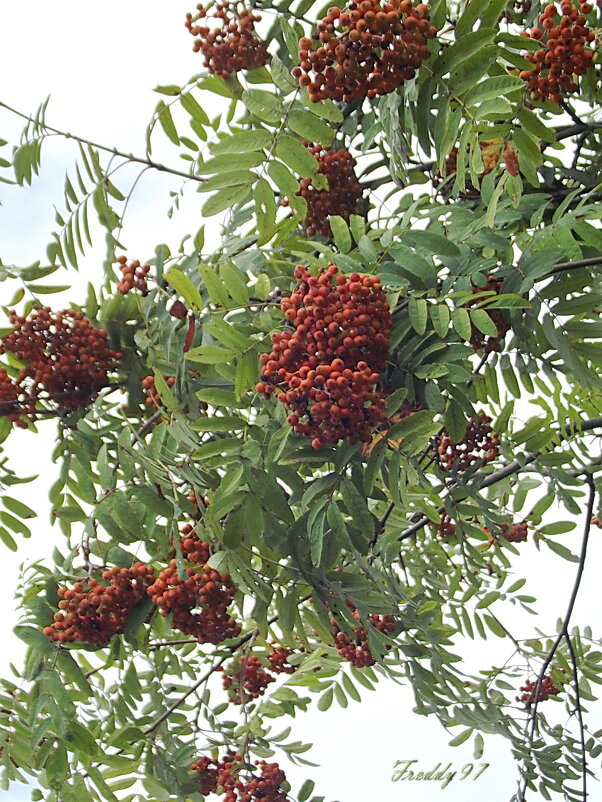 Рябина - Freddy 97 Рябина - Freddy 97