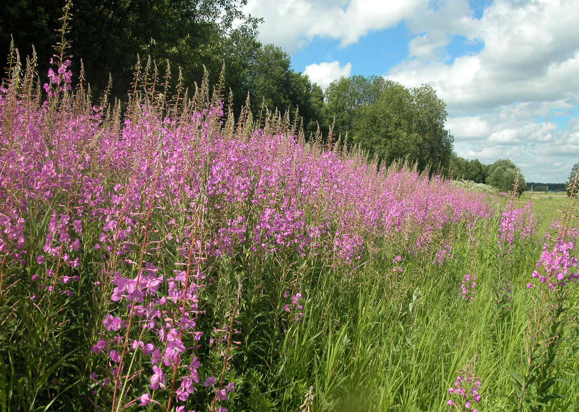 Иван-чай цветет! - Наталья Лунева 
