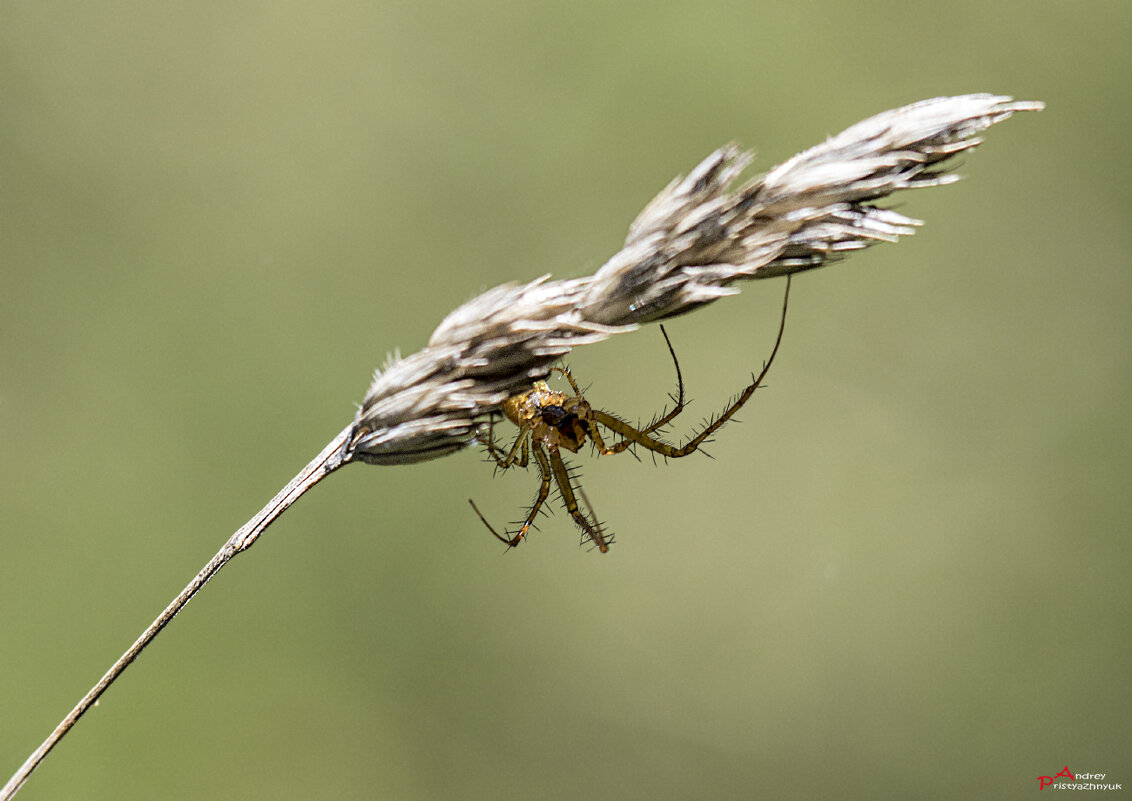 На травке - Андрей Пристяжнюк