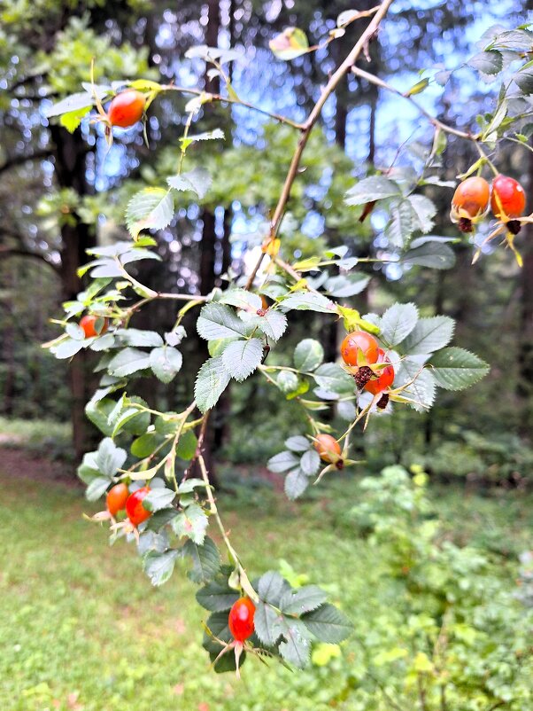 ягодки - Наталья ягодки - Наталья